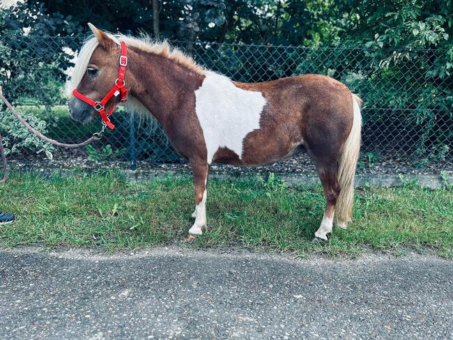 Süße Shetty Stute auf der Suche nach einem neuen Zuhause, Sport- und Freizeitpferde Fuchs, Horses For Sale, Ellgau, Image 3