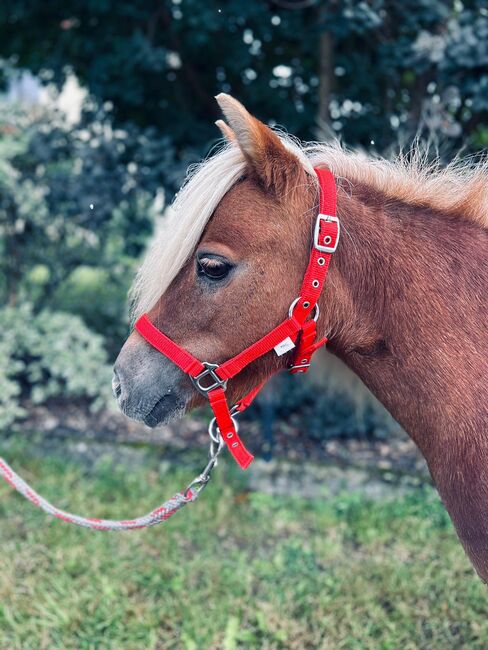 Süße Shetty Stute auf der Suche nach einem neuen Zuhause, Sport- und Freizeitpferde Fuchs, Horses For Sale, Ellgau, Image 6