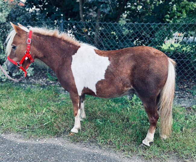 Süße Shetty Stute auf der Suche nach einem neuen Zuhause, Sport- und Freizeitpferde Fuchs, Horses For Sale, Ellgau, Image 7