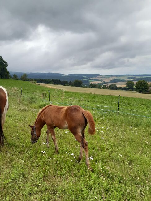 Niedliches, kräftiges Paint Horse Stutfohlen, Kerstin Rehbehn (Pferdemarketing Ost), Horses For Sale, Nienburg, Image 4