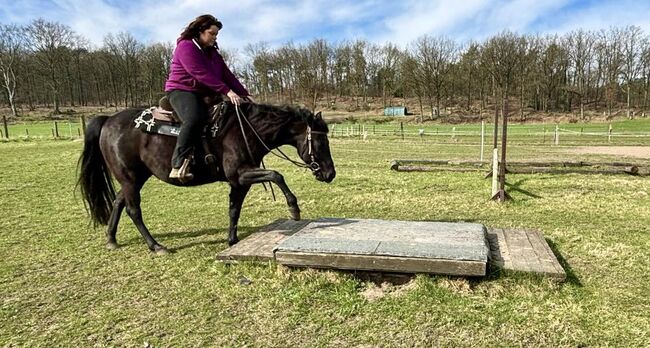 schwarze, kinderliebe Quarter Horse Stute, Kerstin Rehbehn (Pferdemarketing Ost), Konie na sprzedaż, Nienburg, Image 2