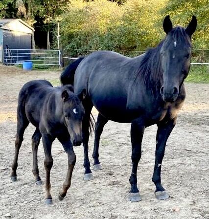 schwarze, kinderliebe Quarter Horse Stute, Kerstin Rehbehn (Pferdemarketing Ost), Konie na sprzedaż, Nienburg, Image 3