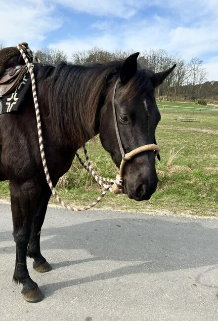 schwarze, kinderliebe Quarter Horse Stute, Kerstin Rehbehn (Pferdemarketing Ost), Konie na sprzedaż, Nienburg, Image 4