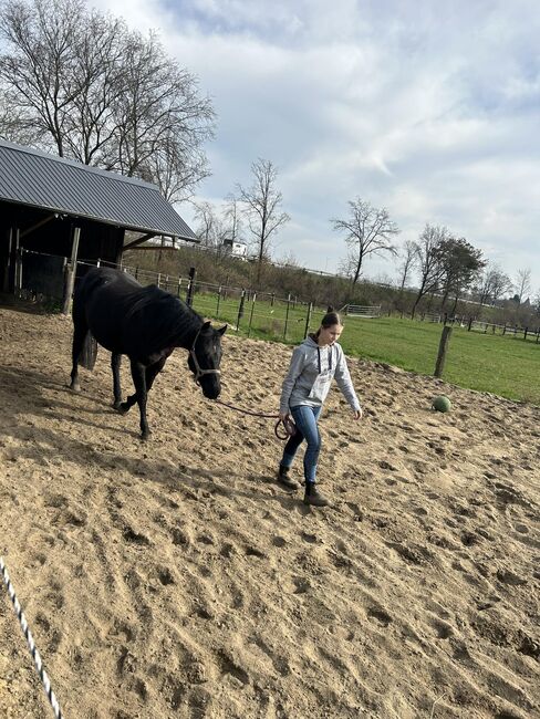 schwarze, kinderliebe Quarter Horse Stute, Kerstin Rehbehn (Pferdemarketing Ost), Konie na sprzedaż, Nienburg, Image 7