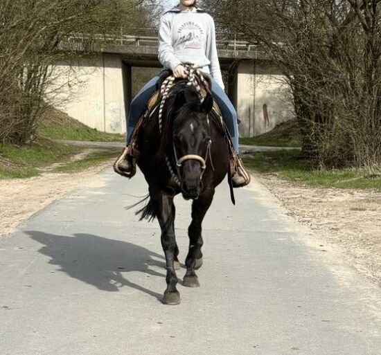 schwarze, kinderliebe Quarter Horse Stute, Kerstin Rehbehn (Pferdemarketing Ost), Konie na sprzedaż, Nienburg, Image 10