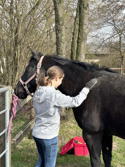 schwarze, kinderliebe Quarter Horse Stute, Kerstin Rehbehn (Pferdemarketing Ost), Konie na sprzedaż, Nienburg, Image 13