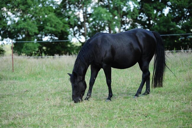 schwarze, kinderliebe Quarter Horse Stute, Kerstin Rehbehn (Pferdemarketing Ost), Konie na sprzedaż, Nienburg, Image 14