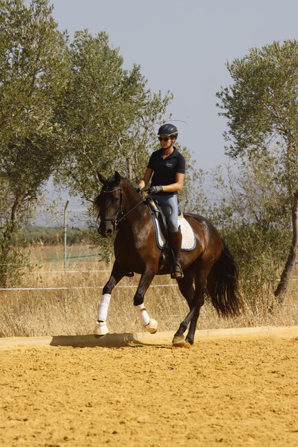Black pearl looking for a dream home, Matilda, Konie na sprzedaż, Carmona, Image 2