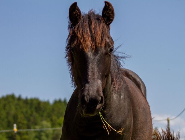 schwarze, bildhübsche Quarter Horse Stute, Kerstin Rehbehn (Pferdemarketing Ost), Konie na sprzedaż, Nienburg, Image 5