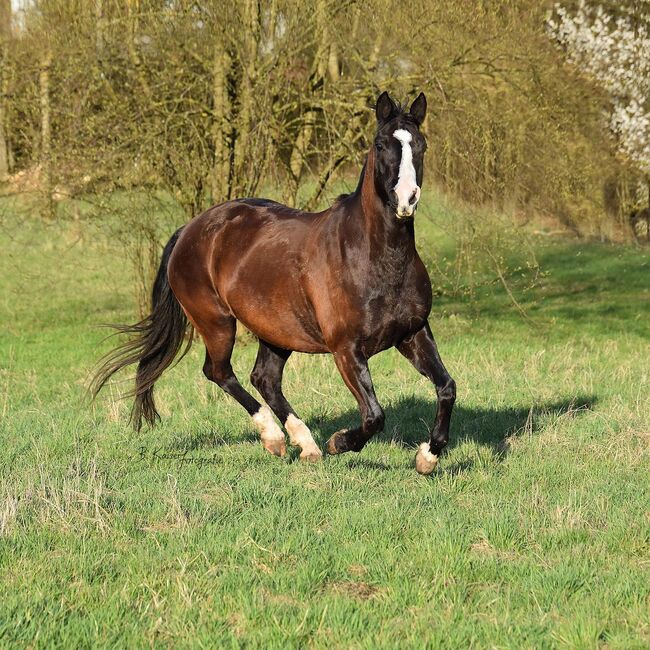 Schwarzbraune, liebevolle Quarter Horse Stute, Kerstin Rehbehn (Pferdemarketing Ost), Konie na sprzedaż, Nienburg, Image 2