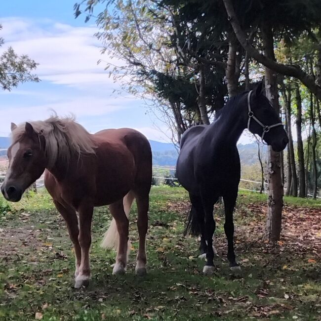 Lackschwarzer Wallach sucht Traumplatz ✨️, Kathi, Konie na sprzedaż, Gnas, Image 6