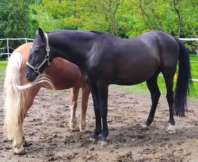 Lackschwarzer Wallach sucht Traumplatz ✨️, Kathi, Konie na sprzedaż, Gnas, Image 7