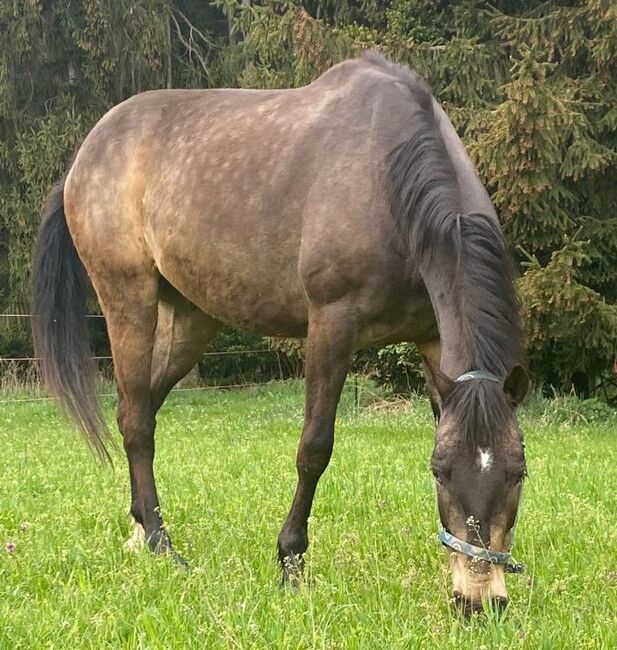 Zauberhafter Spanier sucht neue Aufgabe, Pferdevermittlung Leus (Pferdevermittlung Leus ), Konie na sprzedaż, Indersdorf, Image 2