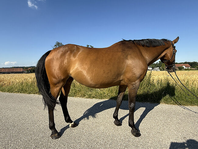 Tschechisches Warmblut, Stute, 13 Jahre, 150 cm, Brauner, Peter Hangler/Reiterin: Jana Schmitzberger-Tochter, Horses For Sale, Schildorn, Image 4