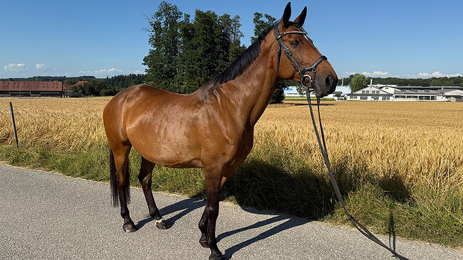 Tschechisches Warmblut, Stute, 13 Jahre, 150 cm, Brauner, Peter Hangler/Reiterin: Jana Schmitzberger-Tochter, Horses For Sale, Schildorn, Image 6