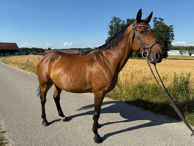 Tschechisches Warmblut, Stute, 13 Jahre, 150 cm, Brauner, Peter Hangler/Reiterin: Jana Schmitzberger-Tochter, Horses For Sale, Schildorn, Image 8