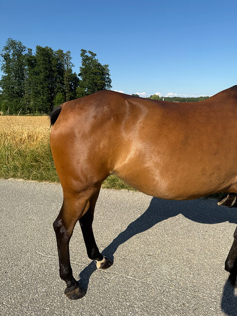 Tschechisches Warmblut, Stute, 13 Jahre, 150 cm, Brauner, Peter Hangler/Reiterin: Jana Schmitzberger-Tochter, Horses For Sale, Schildorn, Image 9