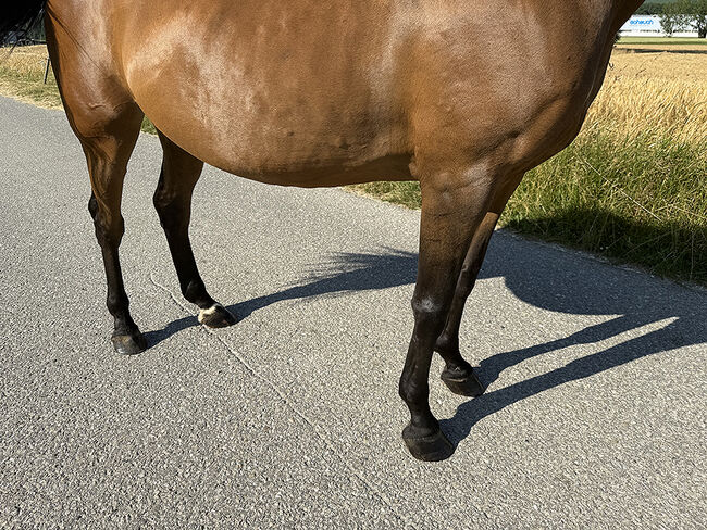 Tschechisches Warmblut, Stute, 13 Jahre, 150 cm, Brauner, Peter Hangler/Reiterin: Jana Schmitzberger-Tochter, Horses For Sale, Schildorn, Image 10