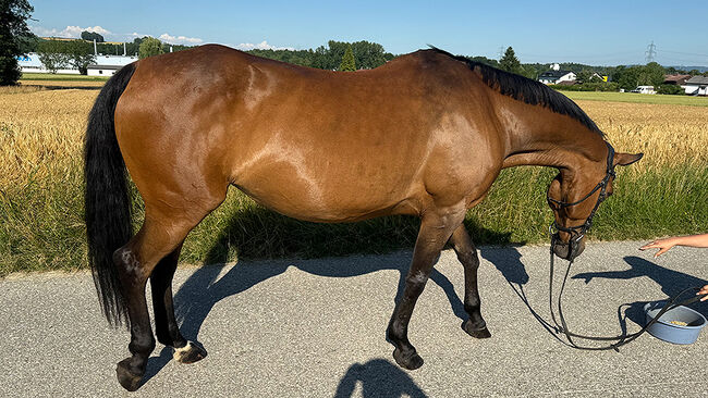 Tschechisches Warmblut, Stute, 13 Jahre, 150 cm, Brauner, Peter Hangler/Reiterin: Jana Schmitzberger-Tochter, Horses For Sale, Schildorn, Image 11