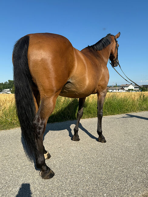 Tschechisches Warmblut, Stute, 13 Jahre, 150 cm, Brauner, Peter Hangler/Reiterin: Jana Schmitzberger-Tochter, Horses For Sale, Schildorn, Image 13
