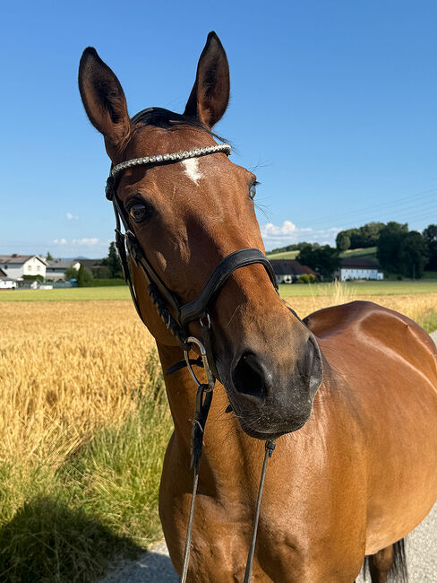 Tschechisches Warmblut, Stute, 13 Jahre, 150 cm, Brauner, Peter Hangler/Reiterin: Jana Schmitzberger-Tochter, Horses For Sale, Schildorn, Image 14