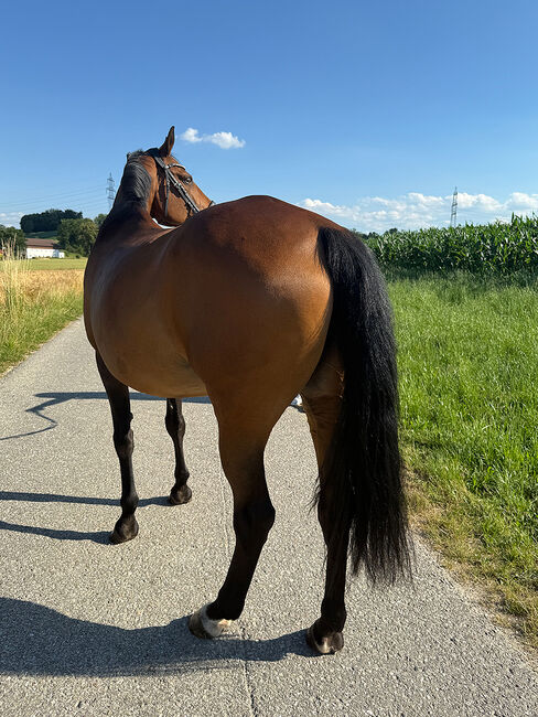 Tschechisches Warmblut, Stute, 13 Jahre, 150 cm, Brauner, Peter Hangler/Reiterin: Jana Schmitzberger-Tochter, Horses For Sale, Schildorn, Image 16