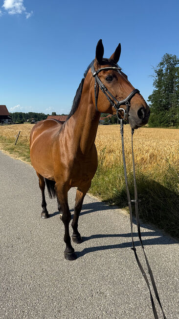 Tschechisches Warmblut, Stute, 13 Jahre, 150 cm, Brauner, Peter Hangler/Reiterin: Jana Schmitzberger-Tochter, Horses For Sale, Schildorn, Image 17