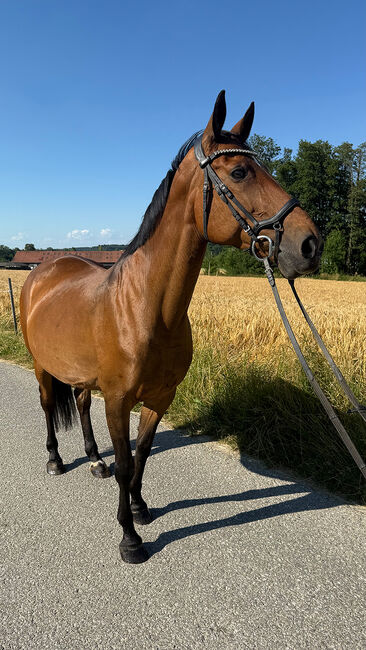 Tschechisches Warmblut, Stute, 13 Jahre, 150 cm, Brauner, Peter Hangler/Reiterin: Jana Schmitzberger-Tochter, Horses For Sale, Schildorn