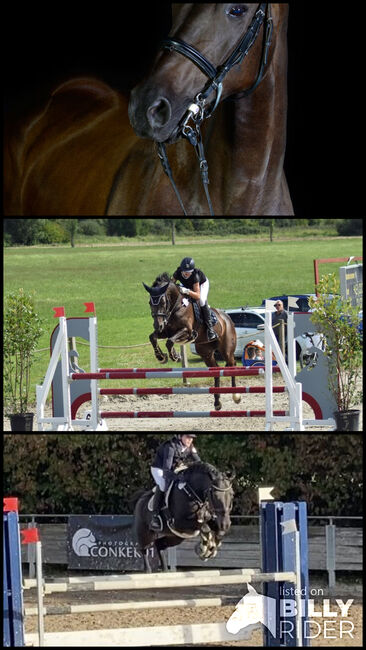 Tschechische Warmblutstute, Jäckle, Horses For Sale, Rielasingen-Worblingen, Image 4
