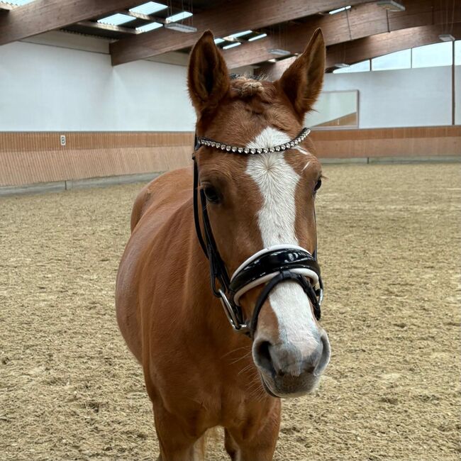 Red dun farbene, typvolle Reitpony Stute, Kerstin Rehbehn (Pferdemarketing Ost), Konie na sprzedaż, Nienburg, Image 6