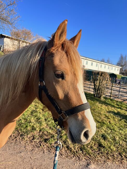 Red dun farbene, typvolle Reitpony Stute, Kerstin Rehbehn (Pferdemarketing Ost), Konie na sprzedaż, Nienburg, Image 4