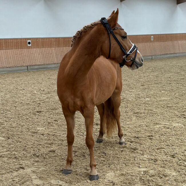 Red dun farbene, typvolle Reitpony Stute, Kerstin Rehbehn (Pferdemarketing Ost), Konie na sprzedaż, Nienburg, Image 5