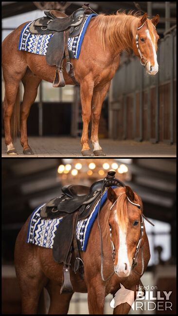 Red roan Quarter Horse Wallach mit top Abstammung, Kerstin Rehbehn (Pferdemarketing Ost), Konie na sprzedaż, Nienburg, Image 3