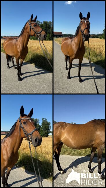Tschechisches Warmblut, Stute, 13 Jahre, 150 cm, Brauner, Peter Hangler/Reiterin: Jana Schmitzberger-Tochter, Konie na sprzedaż, Schildorn, Image 20