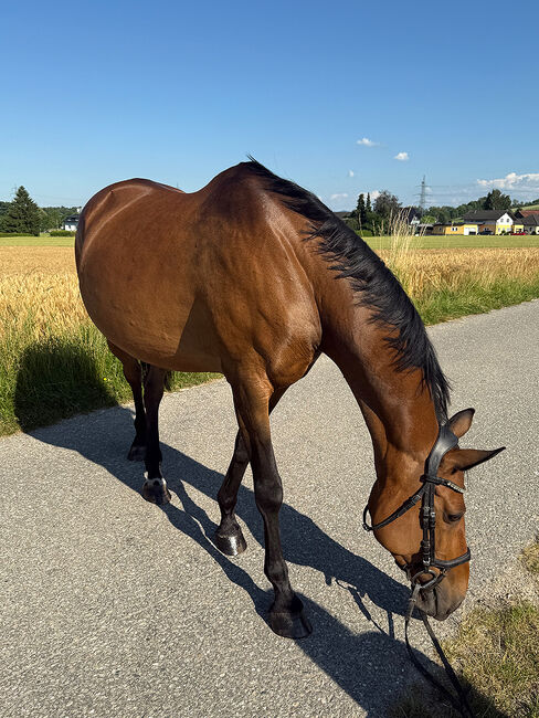Tschechisches Warmblut, Stute, 13 Jahre, 150 cm, Brauner, Peter Hangler/Reiterin: Jana Schmitzberger-Tochter, Konie na sprzedaż, Schildorn, Image 15