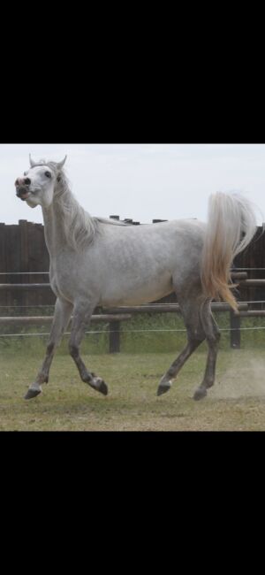 Rein ägyptische Vollblutaraber Stute Blue List, Majidah Arabians, Konie na sprzedaż, Wittingen 