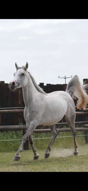 Rein ägyptische Vollblutaraber Stute Blue List, Majidah Arabians, Konie na sprzedaż, Wittingen , Image 2