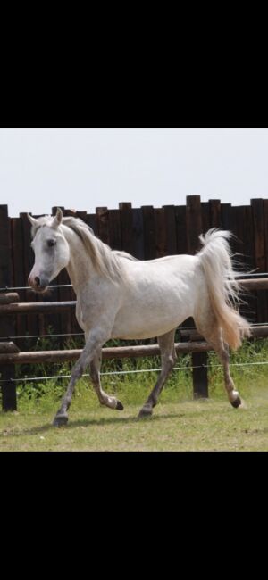 Rein ägyptische Vollblutaraber Stute Blue List, Majidah Arabians, Konie na sprzedaż, Wittingen , Image 3