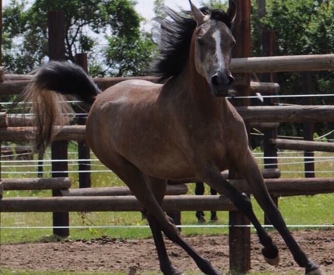 Vollblutaraber Stute rein ägyptisch, Majidah Arabians, Konie na sprzedaż, Wittingen , Image 2