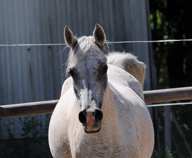 Rein ägyptische Vollblutaraber Zuchtstute, Majidah Arabians, Konie na sprzedaż, Wittingen , Image 2