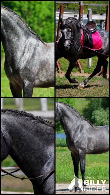 D Pony❤️😍🥰, Elina, Horses For Sale, Szarvas, Image 6