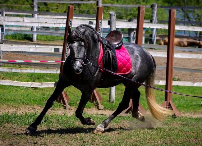 D Pony❤️😍🥰, Elina, Konie na sprzedaż, Szarvas, Image 4