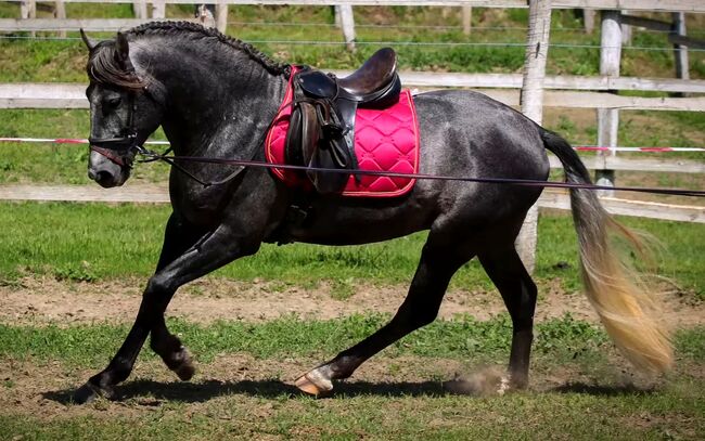 D Pony❤️😍🥰, Elina, Konie na sprzedaż, Szarvas, Image 3