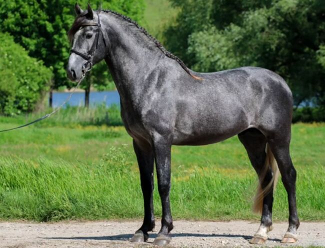 D Pony❤️😍🥰, Elina, Pferd kaufen, Szarvas, Abbildung 5