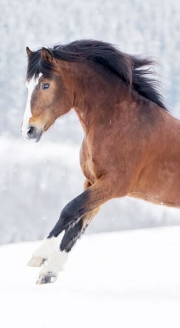 Deckanzeige Freiberger, Sarah Mistlbauer , Horses For Sale, Pöchlarn