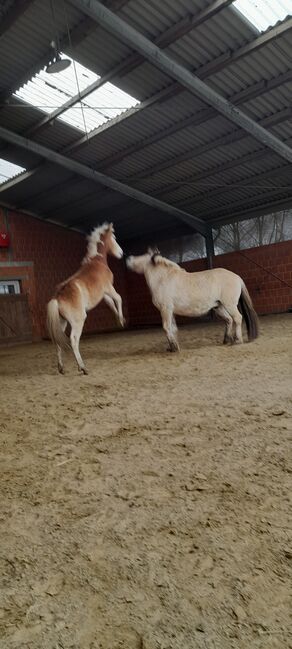 Tageskurs in datteln, Gillian nickel , Riding Lessons, Datteln 