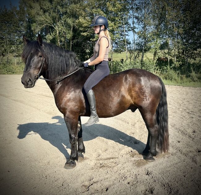 Tagesaktuelle Fotos von unserem lieben Norikerwallach!, Pferdeglück (Pferdeglück GmbH), Horses For Sale, Pelmberg