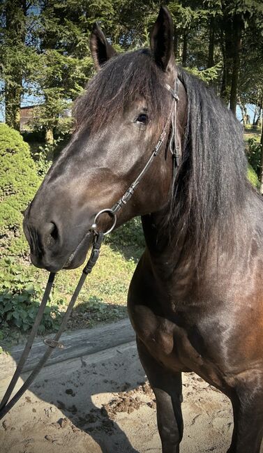 Tagesaktuelle Fotos von unserem lieben Norikerwallach!, Pferdeglück (Pferdeglück GmbH), Horses For Sale, Pelmberg, Image 5