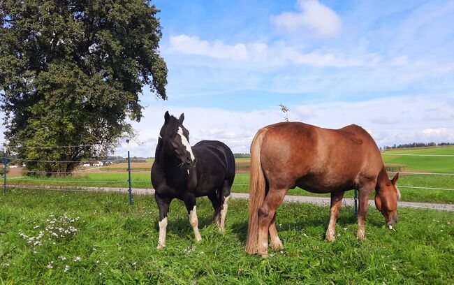 Dakota Haflinger Mix, Lenya Wolfschluckner , Horses For Sale, St. Aegidi, Image 3