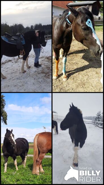 Dakota Haflinger Mix, Lenya Wolfschluckner , Horses For Sale, St. Aegidi, Image 16